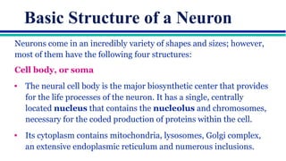 Comprehensive Overview of Neuron Structure, Function, and Communication ...