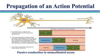 Comprehensive Overview of Neuron Structure, Function, and Communication ...