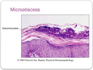 BIOPSY,STAINS & CYTODIAGNOSIS IN DERMATOLOGY.pptx