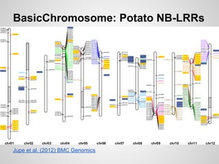 BasicChromosome: Potato NB-LRRs




Jupe et al. (2012) BMC Genomics
 