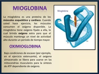 La mioglobina es una proteína de los
músculos esquelético y cardiaco. Cuando
usted hace ejercicio, los músculos
consumen el oxígeno disponible. La
mioglobina tiene oxígeno fijado a ella, lo
cual brinda oxígeno extra para que el
músculo mantenga un nivel de actividad
alto durante un período de tiempo mayor.

Bajo condiciones de escasez (por ejemplo,
en el ejercicio extenuante), el oxigeno
almacenado se libera para usarse en las
mitocondrias musculares para la síntesis
de ATP dependiente de oxígeno.

 