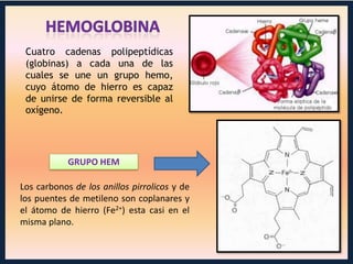 Cuatro cadenas polipeptídicas
(globinas) a cada una de las
cuales se une un grupo hemo,
cuyo átomo de hierro es capaz
de unirse de forma reversible al
oxígeno.

GRUPO HEM

Los carbonos de los anillos pirrolicos y de
los puentes de metileno son coplanares y
el átomo de hierro (Fe2+) esta casi en el
misma plano.

 