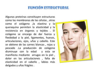 Algunas proteínas constituyen estructuras
como las membranas de las células , otras
como el colágeno ,la elastina y la
queraquina permiten la elasticidad y la
resistencia en órganos y tejidos . El
colágeno se encarga de dar fuerza y
flexibidad a la piel, ligamentos, huesos,
articulaciones, ojos, uñas y cabello. Este
se obtiene de las carnes blancas , rojas y
pescado .La producción de colágeno
disminuye con la edad
y esta se
manifiesta mediante arrugas en la piel ,
dolor en las articulaciones , falta de
elasticidad en el cabello , labios más
delgados y uñas frágiles .

 