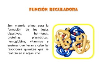 Son materia prima para la
formación de los jugos
digestivos,
hormonas,
proteínas
plasmáticas,
hemoglobina, vitaminas y
enzimas que llevan a cabo las
reacciones químicas que se
realizan en el organismo.

 