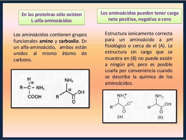 aminoacidos con cadenas alifaticas prote 205 nas aminoacidos con cadenas alifaticas prote 205 nas