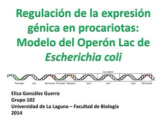 Regulación de la expresión
génica en procariotas:
Modelo del Operón Lac de
Escherichia coli
Elisa González Guerra
Grupo 102
Universidad de La Laguna – Facultad de Biología
2014
 
