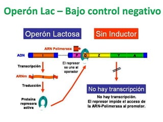 Regulación de la expresión génica en procariotas: operon lac | PDF