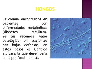 Es común encontrarlos en
pacientes
con
enfermedades metabólicas
(diabetes
mellitus).
Se les reconoce valor
patológico en pacientes
con bajas defensas, en
estos casos es Candida
albicans la que desempeña
un papel fundamental.

 