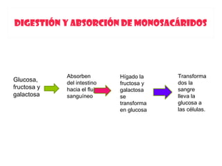 DIGESTIÓN Y ABSORCIÓN DE MONOSACÁRIDOS




             Absorben         Hígado la    Transforma
Glucosa,     del intestino                 dos la
                              fructosa y
fructosa y   hacia el flujo   galactosa    sangre
galactosa    sanguíneo        se           lleva la
                              transforma   glucosa a
                              en glucosa   las células.
 