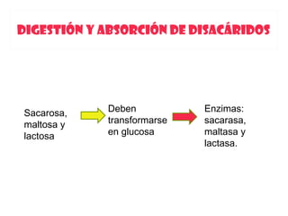 DIGESTIÓN Y ABSORCIÓN DE DISACÁRIDOS




Sacarosa,   Deben           Enzimas:
maltosa y   transformarse   sacarasa,
lactosa     en glucosa      maltasa y
                            lactasa.
 