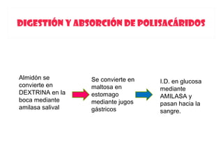 DIGESTIÓN Y ABSORCIÓN DE POLISACÁRIDOS




Almidón se        Se convierte en   I.D. en glucosa
convierte en      maltosa en        mediante
DEXTRINA en la    estomago          AMILASA y
boca mediante     mediante jugos    pasan hacia la
amilasa salival   gástricos         sangre.
 