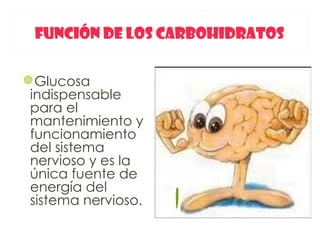 FUNCIÓN DE LOS CARBOHIDRATOS

Glucosa
 indispensable
 para el
 mantenimiento y
 funcionamiento
 del sistema
 nervioso y es la
 única fuente de
 energía del
 sistema nervioso.
 