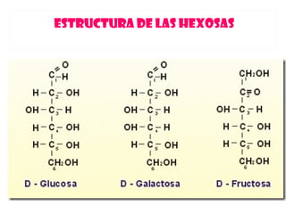 ESTRUCTURA DE LAS HEXOSAS
 