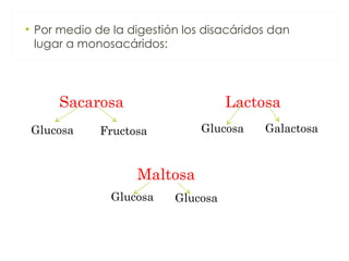 • Por medio de la digestión los disacáridos dan
  lugar a monosacáridos:




      Sacarosa                      Lactosa
 Glucosa     Fructosa          Glucosa    Galactosa



                   Maltosa
               Glucosa    Glucosa
 