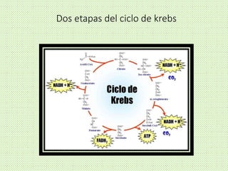 Fases del Ciclo de Krebs
El ciclo de Krebs, como todo proceso cíclico, se inicia con la
condensación de un aceptor y el ab...