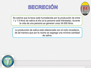 Se estima que la boca está humedecida por la producción de entre 
1 y 1.5 litros de saliva al día (si la persona está hidratada), durante 
la vida de una persona se generan unos 34.000 litros. 
La producción de saliva está relacionada con el ciclo circadiano, 
de tal manera que por la noche se segrega una mínima cantidad 
de saliva. 
 