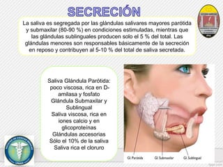 La saliva es segregada por las glándulas salivares mayores parótida 
y submaxilar (80-90 %) en condiciones estimuladas, mientras que 
las glándulas sublinguales producen solo el 5 % del total. Las 
glándulas menores son responsables básicamente de la secreción 
en reposo y contribuyen al 5-10 % del total de saliva secretada. 
Saliva Glándula Parótida: 
poco viscosa, rica en D-amilasa 
y fosfato 
Glándula Submaxilar y 
Sublingual 
Saliva viscosa, rica en 
iones calcio y en 
glicoproteínas 
Glándulas accesorias 
Sólo el 10% de la saliva 
Saliva rica el cloruro 
 