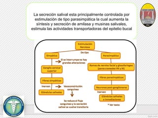 La secreción salival esta principalmente controlada por 
estimulación de tipo parasimpática la cual aumenta la 
síntesis y secreción de amilasa y musinas salivales, 
estimula las actividades transportadoras del epitelio bucal 
 