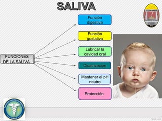 FFUUNNCCIIOONNEESS 
DDEE LLAA SSAALLIIVVAA 
FFUUNNCCIIOONNEESS 
DDEE LLAA SSAALLIIVVAA 
FFuunncciióónn 
ddiiggeessttiivvaa 
FFuunncciióónn 
gguussttaattiivvaa 
LLuubbrriiccaarr llaa 
ccaavviiddaadd oorraall 
CCiiccaattrriizzaacciióónn 
MMaanntteenneerr eell ppHH 
nneeuuttrroo 
PPrrootteecccciióónn 
 