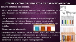 IDENTIFICACION DE HIDRATOS DE CARBONO:GLUCOSA
ENSAYO REACTIVO DE BENEDICT:

• En u tubo de ensayo mezclar 3ml de solución al 1% de glucosa con 2 o 3
gotas de reactivo de BENEDICT.la mezcla tiene una coloración verde
azul
• Con el mechero a baño maria (37°)calentar el tubo de ensayo con la
mezcla durante 1 o 3 minutos ,hasa que la mezcla cambie a color
amarilloverdoso,que luego cambia a color naranja y luego a color rojo
ladrillo .
• El calor favorece a la reacción

La aparición de la coloración amarillo verdoso ,anaranjado, y finalmente
rojo ladrillo,es precisamente la reaccione que indicaque en la solución
hay prescencia de glucosa, sin embargo el color determina la
concentración ya sea en mayor o menor proporción.

 