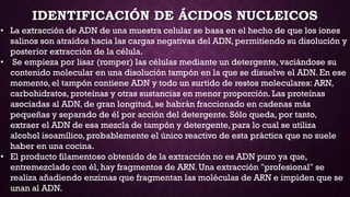 IDENTIFICACIÓN DE ÁCIDOS NUCLEICOS
• La extracción de ADN de una muestra celular se basa en el hecho de que los iones
salinos son atraídos hacia las cargas negativas del ADN, permitiendo su disolución y
posterior extracción de la célula.
• Se empieza por lisar (romper) las células mediante un detergente, vaciándose su
contenido molecular en una disolución tampón en la que se disuelve el ADN. En ese
momento, el tampón contiene ADN y todo un surtido de restos moleculares: ARN,
carbohidratos, proteínas y otras sustancias en menor proporción. Las proteínas
asociadas al ADN, de gran longitud, se habrán fraccionado en cadenas más
pequeñas y separado de él por acción del detergente. Sólo queda, por tanto,
extraer el ADN de esa mezcla de tampón y detergente, para lo cual se utiliza
alcohol isoamílico, probablemente el único reactivo de esta práctica que no suele
haber en una cocina.
• El producto filamentoso obtenido de la extracción no es ADN puro ya que,
entremezclado con él, hay fragmentos de ARN. Una extracción "profesional" se
realiza añadiendo enzimas que fragmentan las moléculas de ARN e impiden que se
unan al ADN.

 