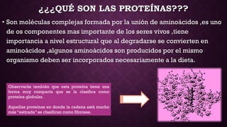 ¿¿¿QUÉ SON LAS PROTEÍNAS???
• Son moléculas complejas formada por la unión de aminoácidos ,es uno
de os componentes mas importante de los seres vivos ,tiene
importancia a nivel estructural que al degradarse se convierten en
aminoácidos ,algunos aminoácidos son producidos por el mismo
organismo deben ser incorporados necesariamente a la dieta.

Observarás también que esta proteína tiene una
forma muy compacta que se la clasifica como
proteína globular.
Aquellas proteínas en donde la cadena está mucho
más “estirada” se clasifican como fibrosas.

 