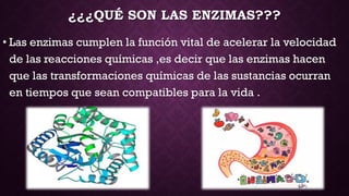 ¿¿¿QUÉ SON LAS ENZIMAS???
• Las enzimas cumplen la función vital de acelerar la velocidad
de las reacciones químicas ,es decir que las enzimas hacen
que las transformaciones químicas de las sustancias ocurran
en tiempos que sean compatibles para la vida .

 