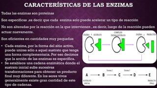 CARACTERÍSTICAS DE LAS ENZIMAS
Todas las enzimas son proteínas
Son especificas ,es decir que cada enzima solo puede acelerar un tipo de reacción
No son alteradas por la reacción en la que intervienen , es decir, luego de la reacción pueden
actuar nuevamente.
Son eficientes en cantidades muy pequeñas

• Cada enzima, por la forma del sitio activo,
puede unirse sólo a aquel sustrato que tenga
una forma complementaria. Por eso decimos
que la acción de las enzimas es específica.
• Se establece una cadena enzimática donde el
sustrato inicial sufre sucesivas
transformaciones para obtener un producto
final muy diferente. En los seres vivos
generalmente existe gran cantidad de este
tipo de cadenas.

 