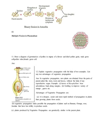 Poljen Example CLASS X SCIENCE | DOCX