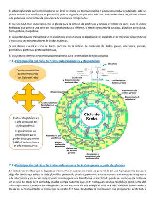 El alfacetoglutarato como intermediario del ciclo de Krebs por transaminación o aminación produce glutamato, este se
puede aminar y se transforma en glutamina, prolina, arginina porque estas son reacciones reversibles; las purinas utilizan
a la glutamina como molécula precursora de esas bases nitrogenadas.
El succinil CoA muy importante con la glicina para la síntesis de porfirinas y unidas al hierro, es decir, esos 4 anillos
hidrolicos que genera una serie de reacciones producirá el Heme, y este es precursor la catalasa, glutatión peroxidasa,
hemoglobina, mioglobina.
El oxalacetato puede transaminarse en aspartato y este se amina es asparagina y el aspartato es el precursor de pirimidinas
y estas a su vez son precursores de ácidos nucleicos.
Si nos damos cuenta el ciclo de Krebs participa en la síntesis de moléculas de ácidos grasos, esteroides, purinas,
pirimidinas, porfirinas, proteínas hemicas.
El oxalacetato terminara haciendo gluconeogénesis para la formación de nueva glucosa.
7.1.- Participación del ciclo de Krebs en la biosíntesis y degradación
7.2.- Participación del ciclo de Krebs en la síntesis de ácidos grasos a partir de glucosa
En la diabetes mellitus tipo II, la glucosa incrementa en sus concentraciones generando así una hiperglucemia que para
degradar tendrá que activarse la vía glucolítica generando piruvato, pero como este se encuentra en exceso este ingresara
a la mitocondria y por acción de la piruvato deshidrogenasa se transforma en acetil CoA y pueda ser oxidada esta molécula
en el ciclo de Krebs pero como hay mucha energía sabemos que el ATP bloquean algunas reacciones como ser la del
alfacetoglutarato, isocitrato deshidrogenasa, en esa situación de alta energía el ciclo de Krebs almacena como citrato a
través de su transportador al citosol por la citrato ATP liasa, desdoblara la molécula en sus precursores: acetil CoA y
Destino metabólico
de intermediarios
del Ciclo de Krebs
El alfa-cetoglutárico es
el alfa-cetoácido del
ácido glutámico.
El glutámico es un
aminoácido que al
perder su grupo amino
(-NH3+), se transforma
en alfa-cetoglutárico.
 