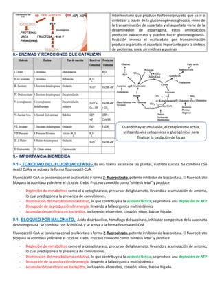 Intermediario que produce fosfoenolpiruvato que va ir a
sintetizar a través de la gluconeogénesis glucosa, viene de
la transaminación de aspartato y el aspartato viene de la
desaminación de asparragina, estos aminoácidos
producen oxalacetato y pueden hacer gluconeogénesis.
Reacción inversa el oxalacetato por transaminación
produce aspartato, el aspartato importante para la síntesis
de proteínas, urea, pirimidinas y purinas
8.- ENZIMAS Y REACCIONES QUE CATALIZAN
9.- IMPORTANCIA BIOMEDICA
9.1.- TOXICIDAD DEL FLUOROACETATO.- Es una toxina aislada de las plantas, sustrato suicida. Se combina con
Acetil CoA y se activa a la forma flouroacetil-CoA.
Fluoroacetil-CoA se condensa con el oxalacetato y forma 2- fluorocitrato, potente inhibidor de la aconitasa. El fluorocitrato
bloquea la aconitasa y detiene el ciclo de Krebs. Proceso conocido como “síntesis letal” y produce:
- Depleción de metabolitos como el a-cetoglutarato, precursor del glutamato, llevando a acumulación de amonio,
lo cual predispone a la presencia de convulsiones.
- Disminución del metabolismo oxidativo, lo que contribuye a la acidosis láctica; se produce una depleción de ATP
- Disrupción de la producción de energía, llevando a falla orgánica multisistémica
- Acumulación de citrato en los tejidos, incluyendo el cerebro, corazón, riñón, bazo e hígado.
9.1.-BLOQUEO POR MALONATO.- Acido dicarboxílico, homólogo del succinato, inhibidor competitivo de la succinato
deshidrogenasa. Se combina con Acetil CoA y se activa a la forma flouroacetil-CoA
Fluoroacetil-CoA se condensa con el oxalacetato y forma 2-fluorocitrato, potente inhibidor de la aconitasa. El fluorocitrato
bloquea la aconitasa y detiene el ciclo de Krebs. Proceso conocido como “síntesis letal” y produce:
- Depleción de metabolitos como el a-cetoglutarato, precursor del glutamato, llevando a acumulación de amonio,
lo cual predispone a la presencia de convulsiones.
- Disminución del metabolismo oxidativo, lo que contribuye a la acidosis láctica; se produce una depleción de ATP
- Disrupción de la producción de energía, llevando a falla orgánica multisistémica
- Acumulación de citrato en los tejidos, incluyendo el cerebro, corazón, riñón, bazo e hígado.
Cuando hay acumulación, el cataplerismo actúa,
utilizando vías cetogénicas o glucogénicas para
finalizar la oxidación de los aa
 