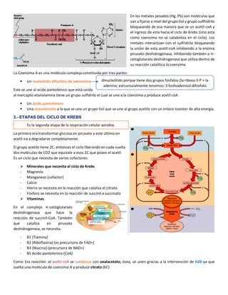 En los metales pesados (Hg, Pb) son moléculas que
van a fijarse a nivel del grupo tiol y grupo sulfhídrilo
bloqueando de esa manera que se un acetil coA y
el ingreso de esta hacia el ciclo de Krebs (sino esta
como coenzima no se cataboliza en el ciclo). Los
metales interactúan con el sulfridrilo bloqueando
la unión de esta acetil-coA inhibiendo a la enzima
piruvato deshidrogenasa, inhibiendo también a ∝-
cetoglutarato deshidrogenasa que utiliza dentro de
su reacción catalítica la coenzima
La Coenzima A es una molécula compleja constituida por tres partes:
▪ Un nucleótido difosfato de adenosina
Este se une al acido pantoténico que está unida
al mercapto etanolamina tiene un grupo sulfidrilo el cual se une a la coenzima y produce acetil coA
▪ Un ácido pantoténico
▪ Una etanolamina a la que se une un grupo tiol que se une al grupo acetilo con un enlace tioester de alta energía.
3.- ETAPAS DEL CICLO DE KREBS
La primera era transformar glucosa en piruvato y este último en
acetil ira a degradarse completamente.
El grupo acetilo tiene 2C, entonces el ciclo liberando en cada vuelta
dos moléculas de CO2 que equivale a esos 2C que posee el acetil.
Es un ciclo que necesita de varios cofactores:
➢ Minerales que necesita el ciclo de Krebs
- Magnesio
- Manganeso (cofactor)
- Calcio
- Hierro se necesita en la reacción que cataliza el citrato
- Fosforo se necesita en la reacción de succinil a succinato
➢ Vitaminas
En el complejo ∝-cetoglutarato
deshidrogenasa que hace la
reacción de succinil-CoA. También
que cataliza en piruvato
deshidrogenasa, se necesita:
- B1 (Tiamina)
- B2 (Riboflavina) (es precursora de FAD+)
- B3 (Niacina) (precursora de NAD+)
- B5 Acido pantotenico (CoA)
Como 1ra reacción: el acetil coA se condensa con oxalacetato; ósea, se unen gracias a la intervención de H20 ya que
suelta una molécula de coenzima A y produce citrato (6C)
Es la segunda etapa de la respiración celular aerobia.
dinucleótido porque tiene dos grupos fosfatos (la ribosa-3-P + la
adenina; estructuralmente tenemos: 3 fosfoadenosil difosfato
 