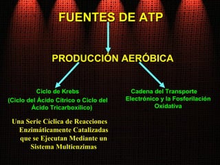 FUENTES DE ATPFUENTES DE ATP
Ciclo de Krebs
(Ciclo del Ácido Cítrico o Ciclo del
Ácido Tricarboxílico)
Una Serie Cíclica de Reacciones
Enzimáticamente Catalizadas
que se Ejecutan Mediante un
Sistema Multienzimas
PRODUCCIÓN AERÓBICA
Cadena del Transporte
Electrónico y la Fosforilación
Oxidativa
 