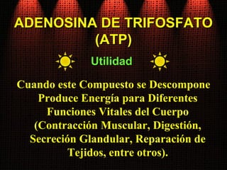 Cuando este Compuesto se Descompone
Produce Energía para Diferentes
Funciones Vitales del Cuerpo
(Contracción Muscular, Digestión,
Secreción Glandular, Reparación de
Tejidos, entre otros).
UtilidadUtilidad
ADENOSINA DE TRIFOSFATOADENOSINA DE TRIFOSFATO
(ATP)(ATP)
 