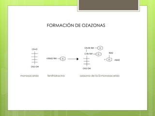 FORMACIÓN DE OZAZONAS
monosacarido fenilhidracina ozasona de la D-monosacarido
 