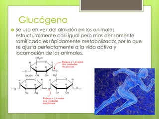 Glucógeno
 Se usa en vez del almidón en los animales,
estructuralmente casi igual pero mas densamente
ramificado es rápidamente metabolizado; por lo que
se ajusta perfectamente a la vida activa y
locomoción de los animales.
 
