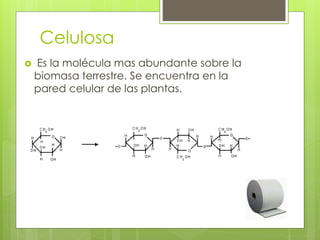 Celulosa
 Es la molécula mas abundante sobre la
biomasa terrestre. Se encuentra en la
pared celular de las plantas.
 