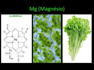 Mg (Magnésio)