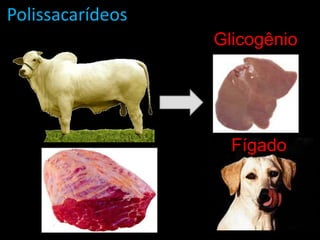 PolissacarídeosGlicogênioFígado