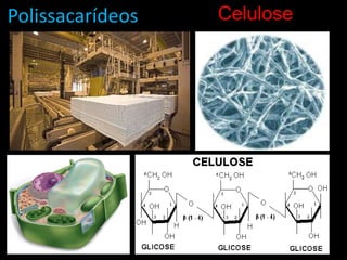 PolissacarídeosCelulose