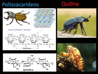 PolissacarídeosQuitina