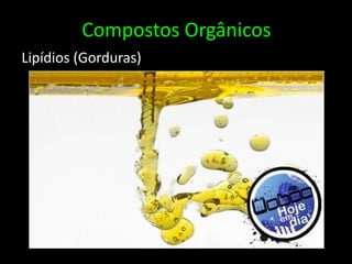 Compostos OrgânicosLipídios (Gorduras)