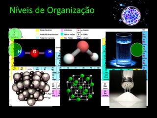 Níveis de Organização 
