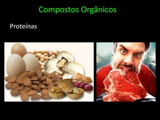 Compostos OrgânicosProteínas