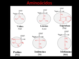 Aminoácidos