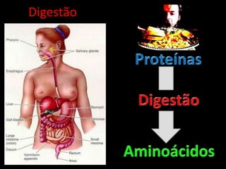 DigestãoProteínasDigestãoAminoácidos