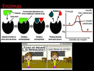 Enzimas