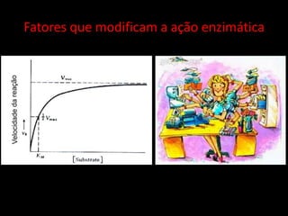 Fatores que modificam a ação enzimática
