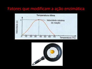 Fatores que modificam a ação enzimática