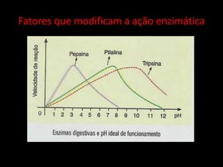 Fatores que modificam a ação enzimática